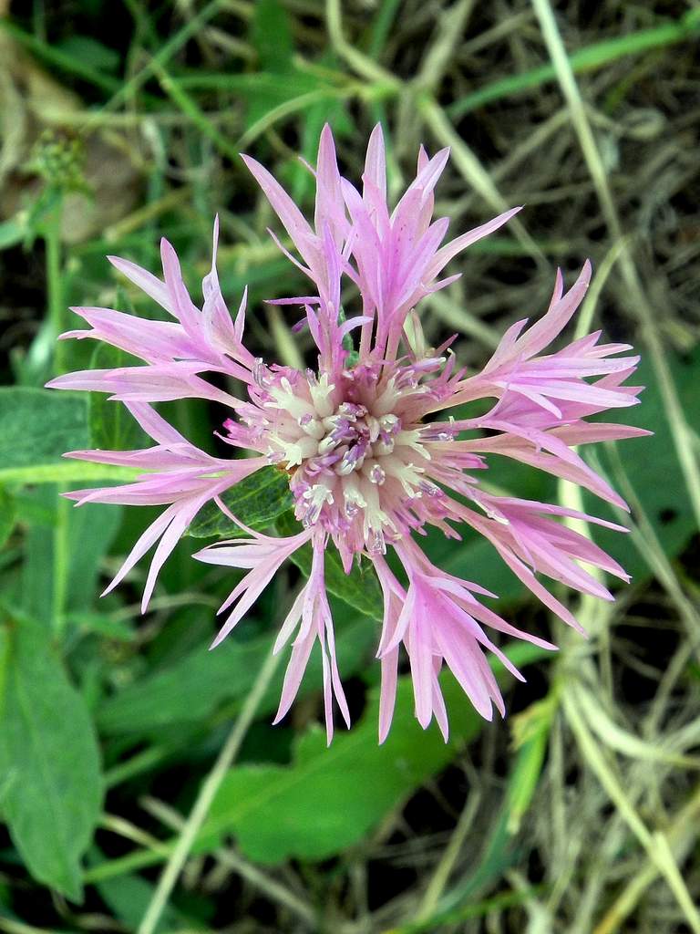 Determinazione Centaurea - Centaurea nigra ?